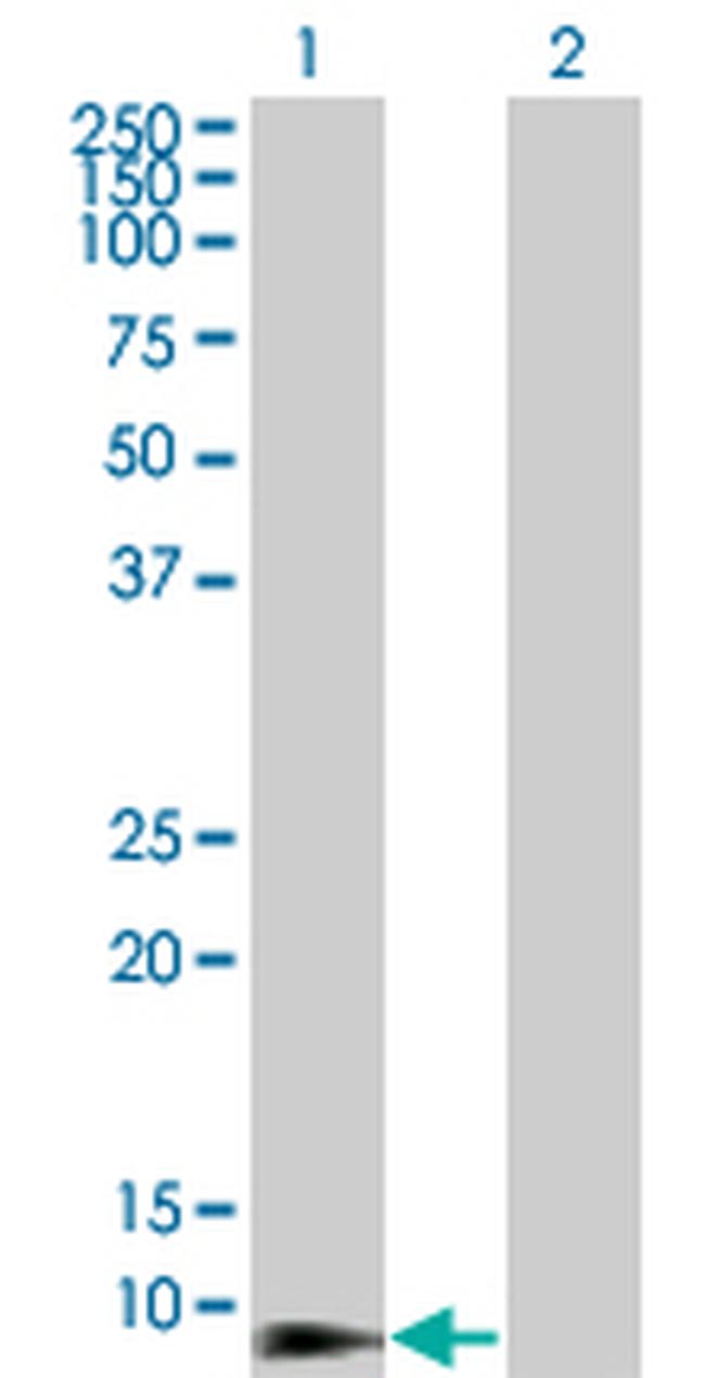 DEFB4 Antibody in Western Blot (WB)