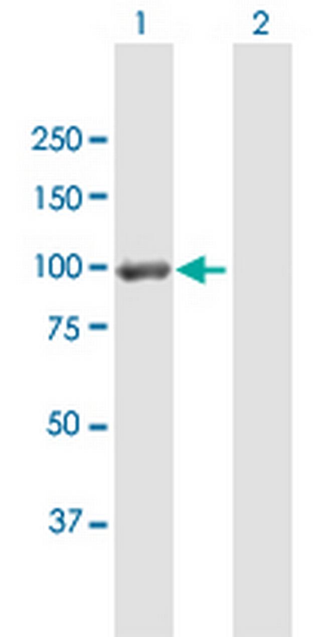 DLG4 Antibody in Western Blot (WB)