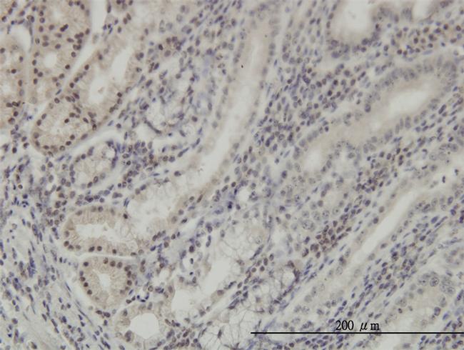 DLX2 Antibody in Immunohistochemistry (Paraffin) (IHC (P))