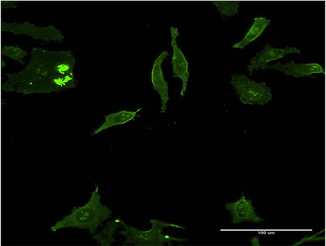 DLX5 Antibody in Immunocytochemistry (ICC/IF)