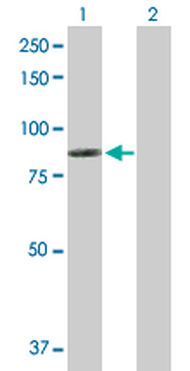 DMD Antibody in Western Blot (WB)