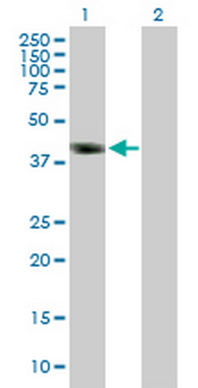 DMRT1 Antibody in Western Blot (WB)