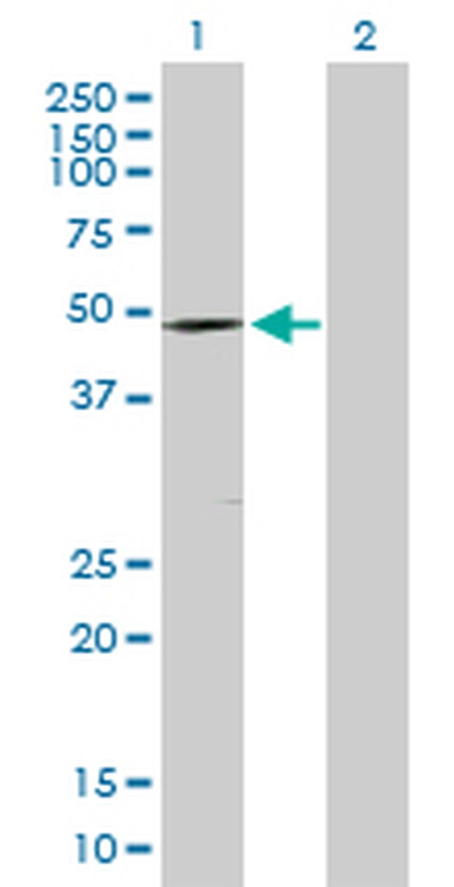 DMRT1 Antibody in Western Blot (WB)