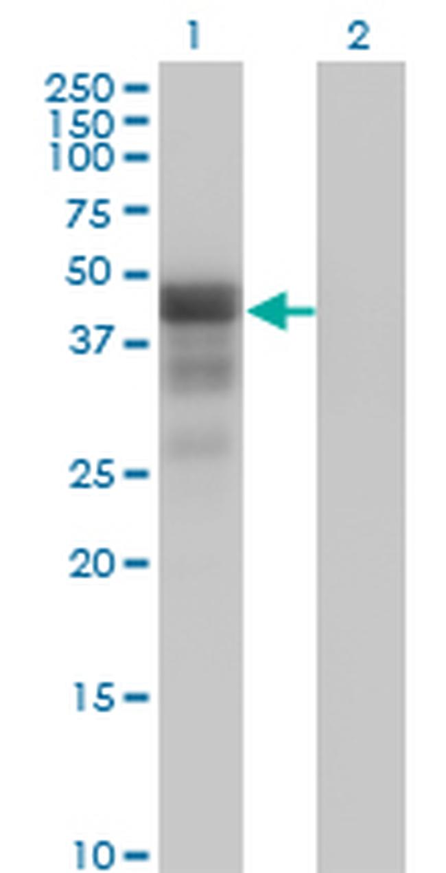 DMRT1 Antibody in Western Blot (WB)