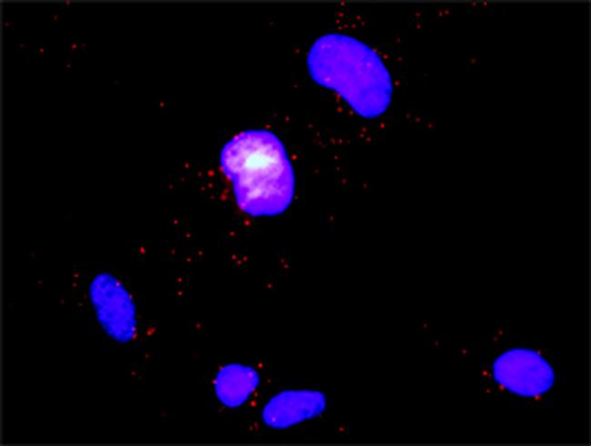 DOCK2 Antibody in Proximity Ligation Assay (PLA) (PLA)