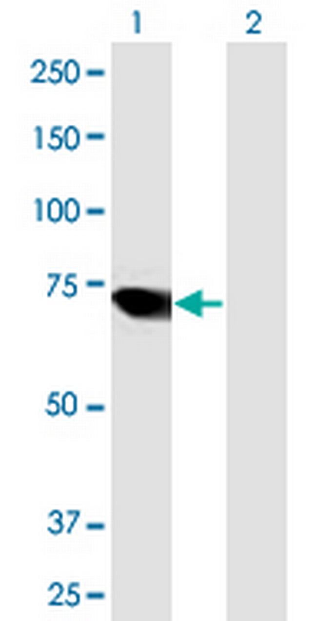 ARID3A Antibody in Western Blot (WB)