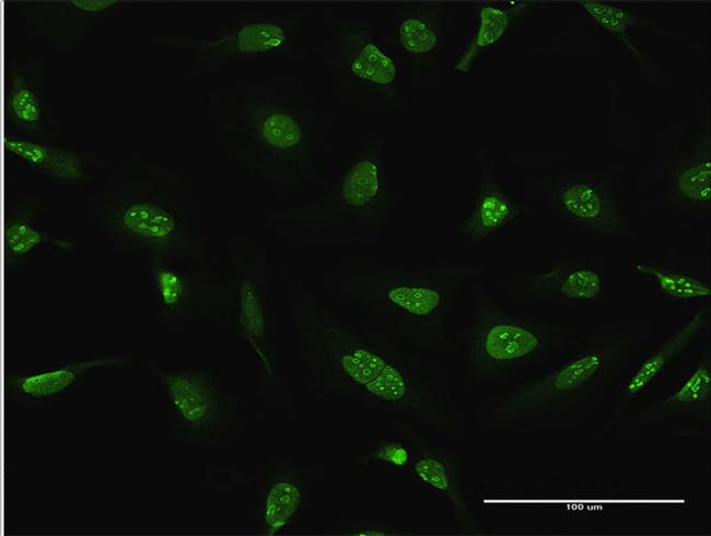 DUSP4 Antibody in Immunocytochemistry (ICC/IF)