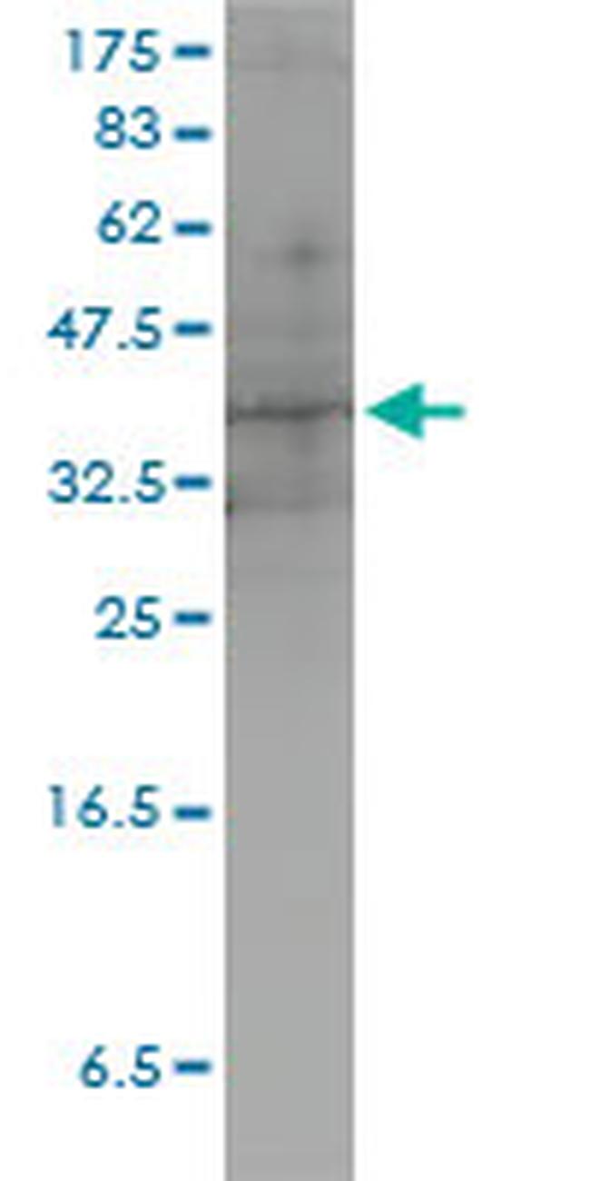 DUSP4 Antibody in Western Blot (WB)