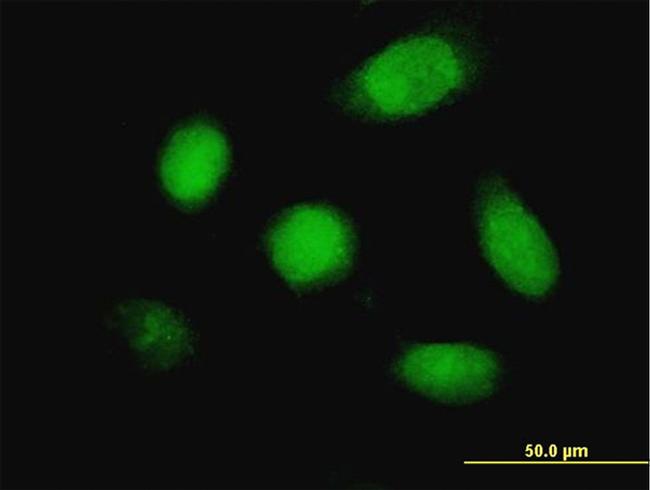 DUSP5 Antibody in Immunocytochemistry (ICC/IF)