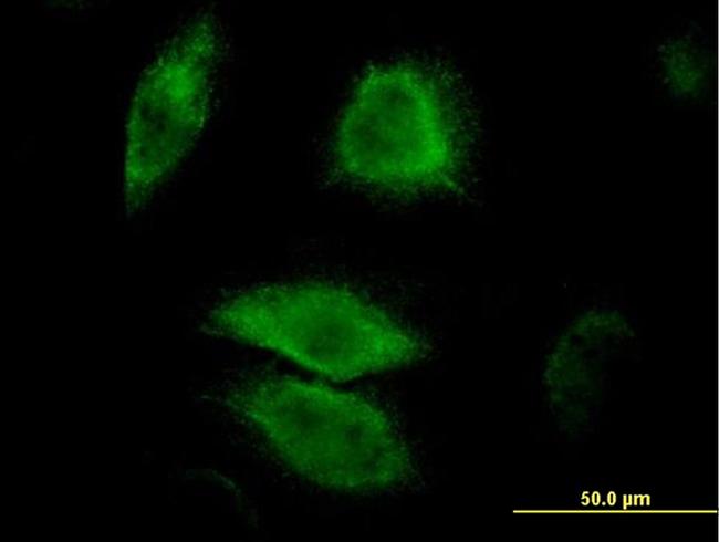 DUSP6 Antibody in Immunocytochemistry (ICC/IF)