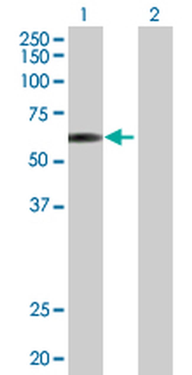 E2F4 Antibody in Western Blot (WB)