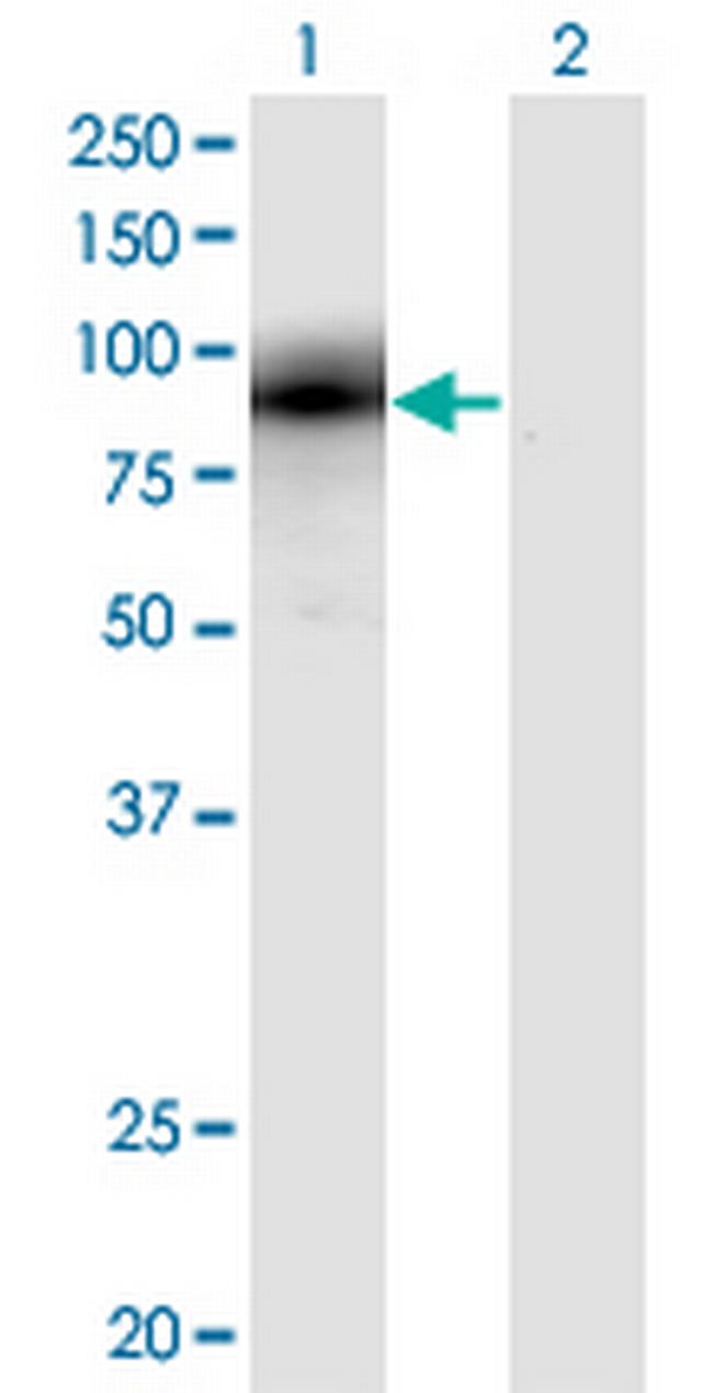 EGR1 Antibody in Western Blot (WB)