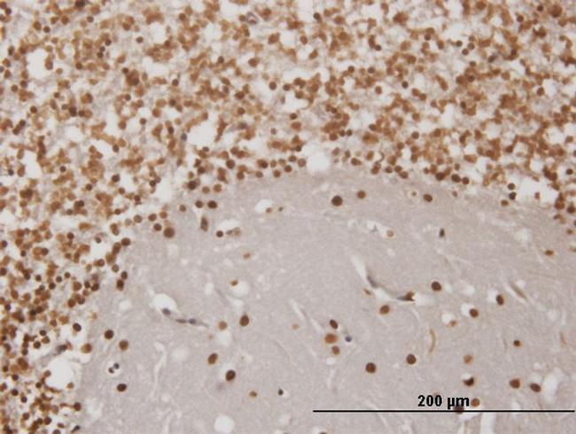 EN1 Antibody in Immunohistochemistry (Paraffin) (IHC (P))