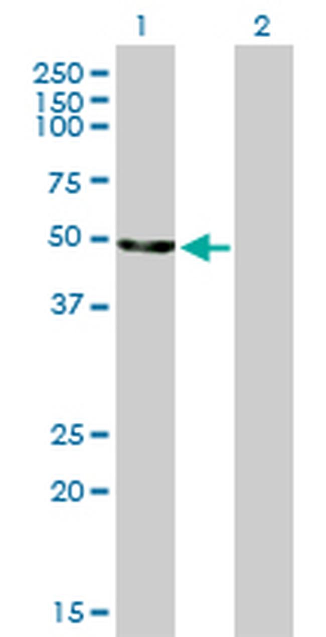 ENO2 Antibody in Western Blot (WB)