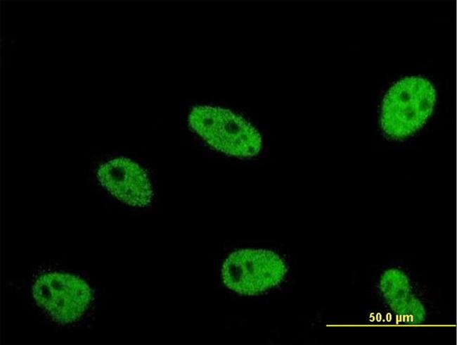 ERH Antibody in Immunocytochemistry (ICC/IF)