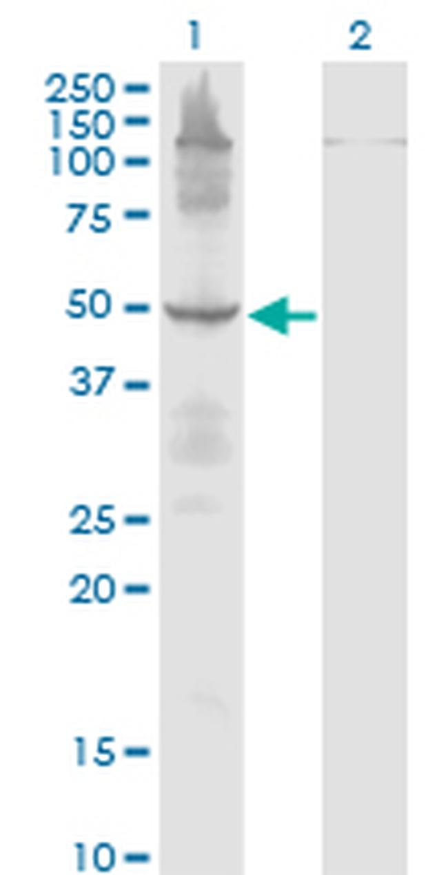 ETF1 Antibody in Western Blot (WB)