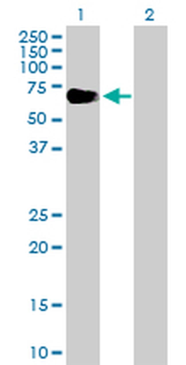 EYA2 Antibody in Western Blot (WB)