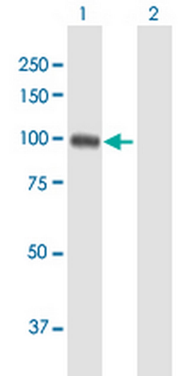 EZH2 Antibody in Western Blot (WB)