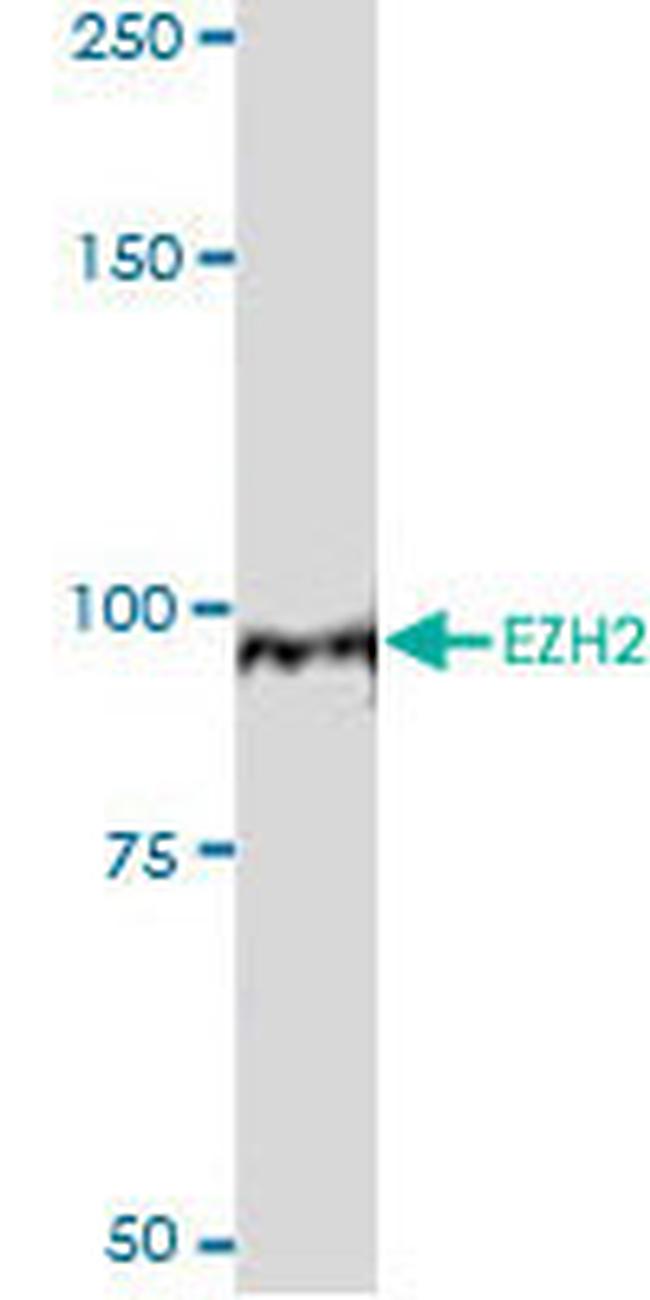 EZH2 Antibody in Western Blot (WB)