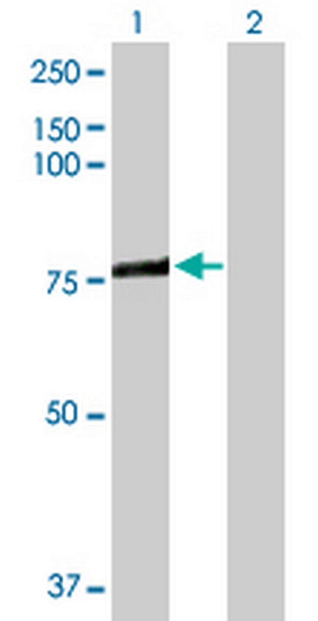 ACSL3 Antibody in Western Blot (WB)