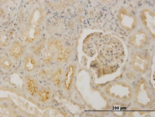 FBN1 Antibody in Immunohistochemistry (Paraffin) (IHC (P))