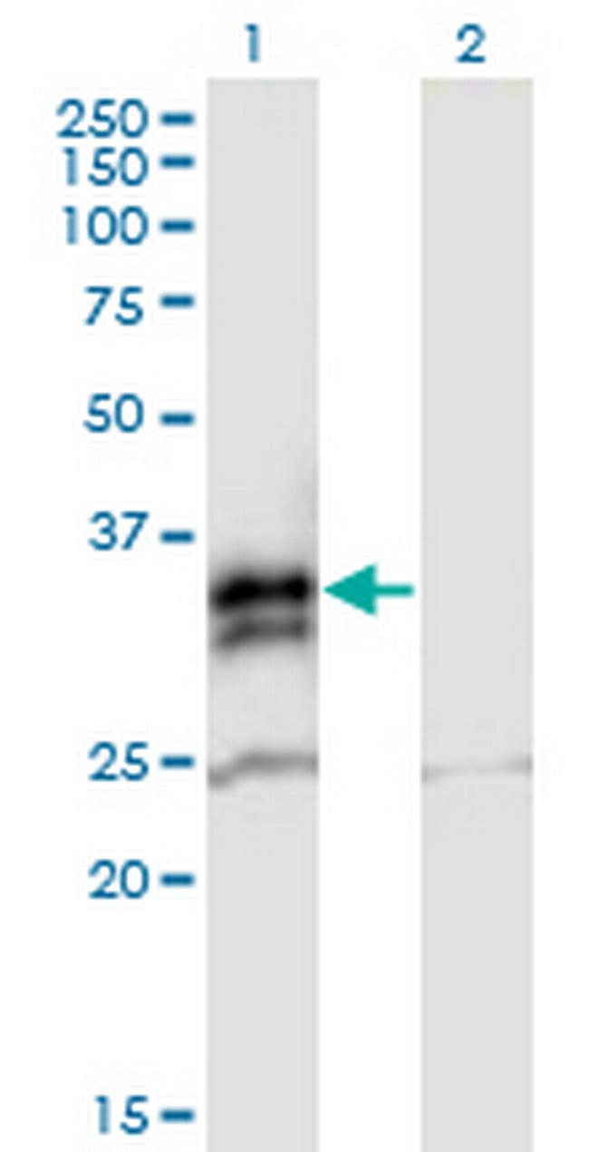 FCN2 Antibody in Western Blot (WB)