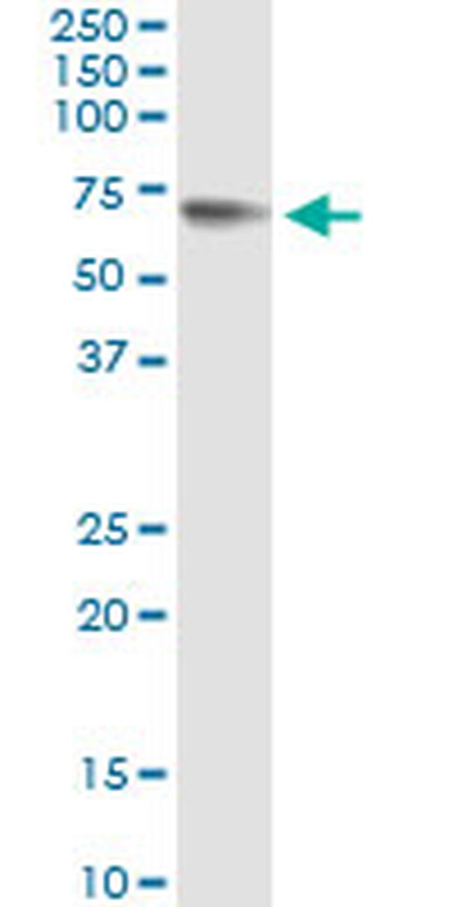 GPC5 Antibody in Immunoprecipitation (IP)