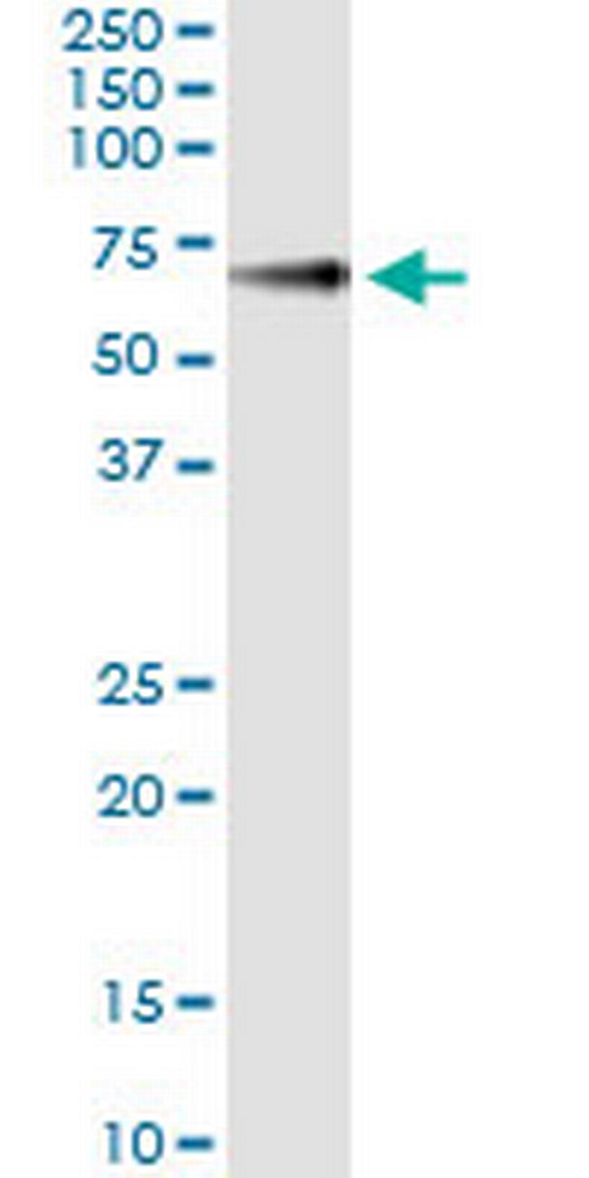 GPC5 Antibody in Immunoprecipitation (IP)