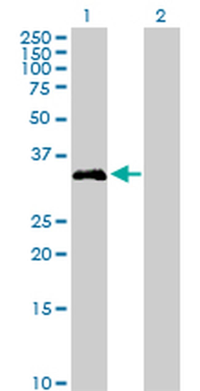 FGL1 Antibody in Western Blot (WB)