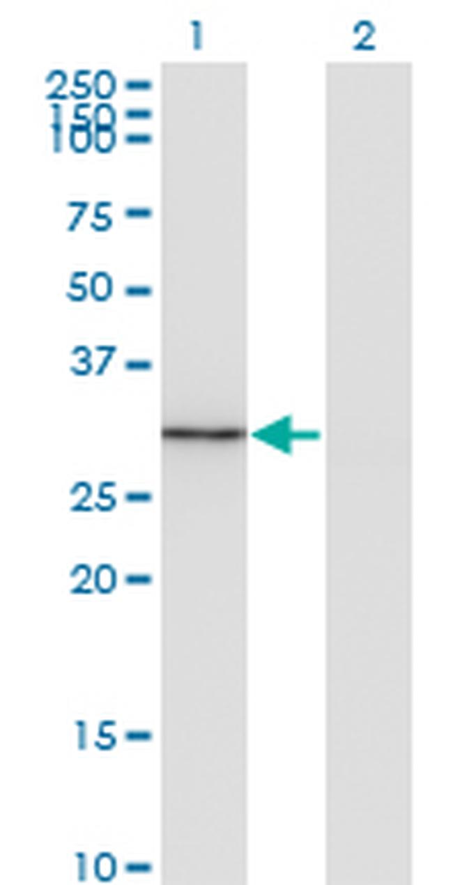 FGL1 Antibody in Western Blot (WB)