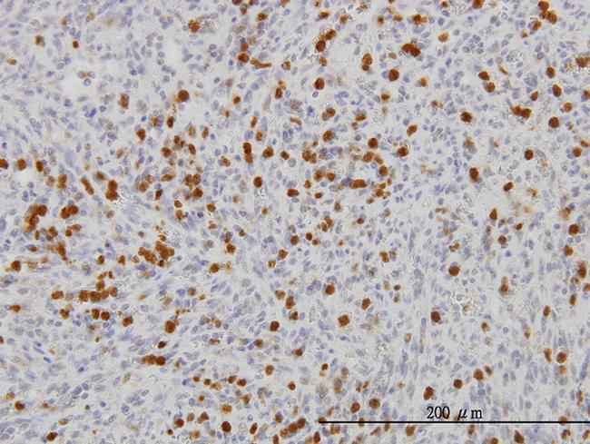 FGR Antibody in Immunohistochemistry (Paraffin) (IHC (P))