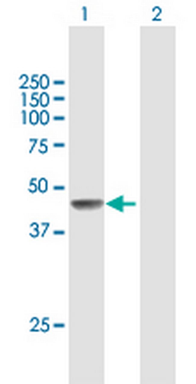 FIGF Antibody in Western Blot (WB)