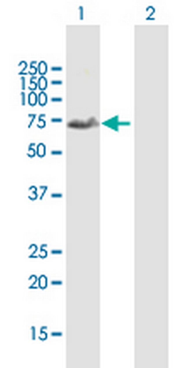 FOXD1 Antibody in Western Blot (WB)