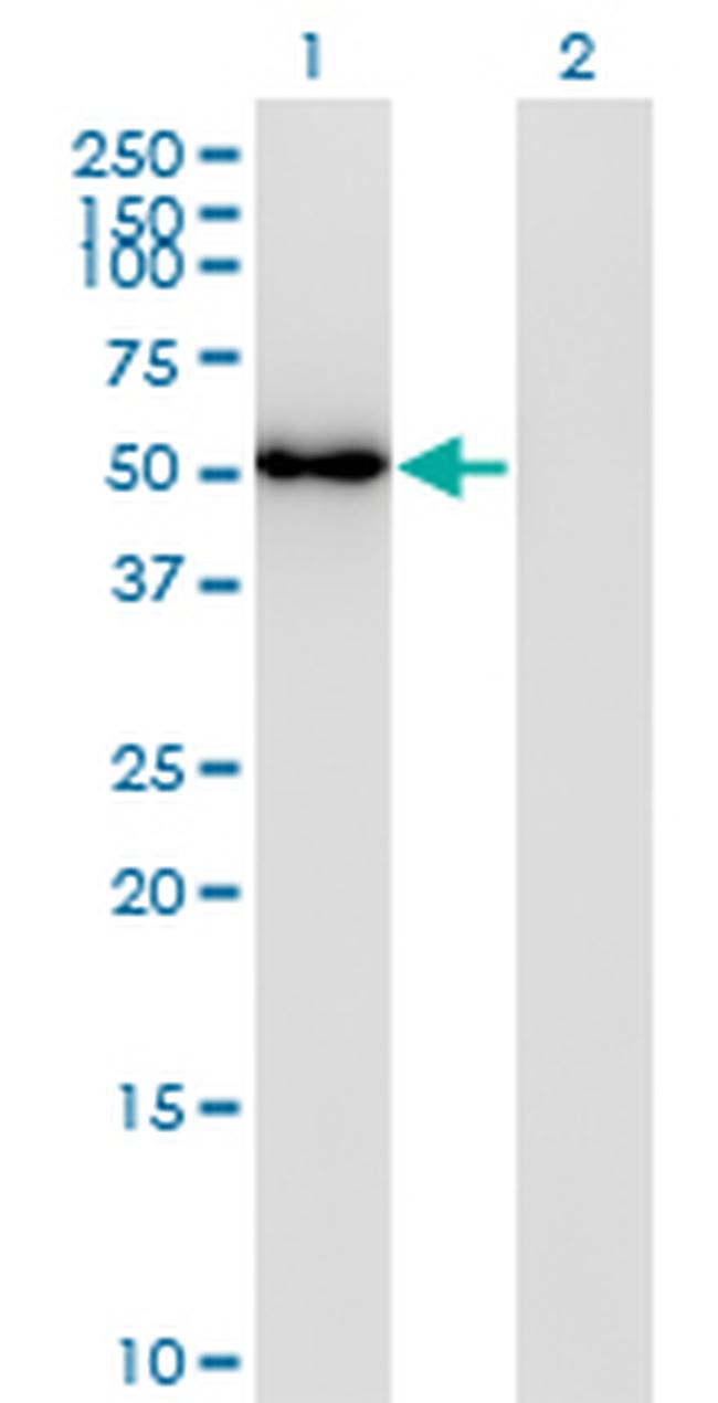 FLI1 Antibody in Western Blot (WB)