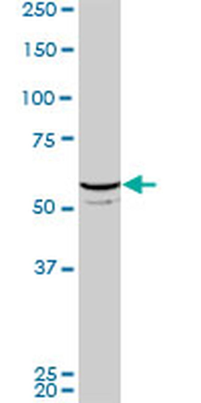 FLI1 Antibody in Western Blot (WB)