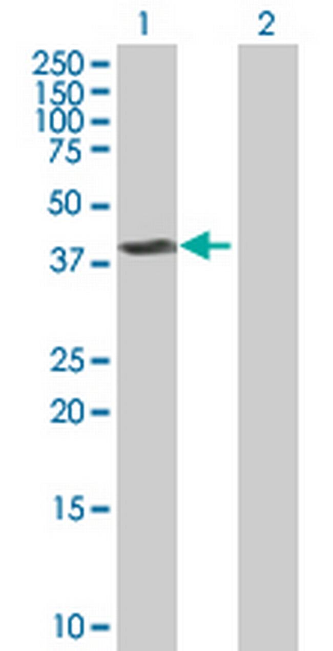 FLOT2 Antibody in Western Blot (WB)