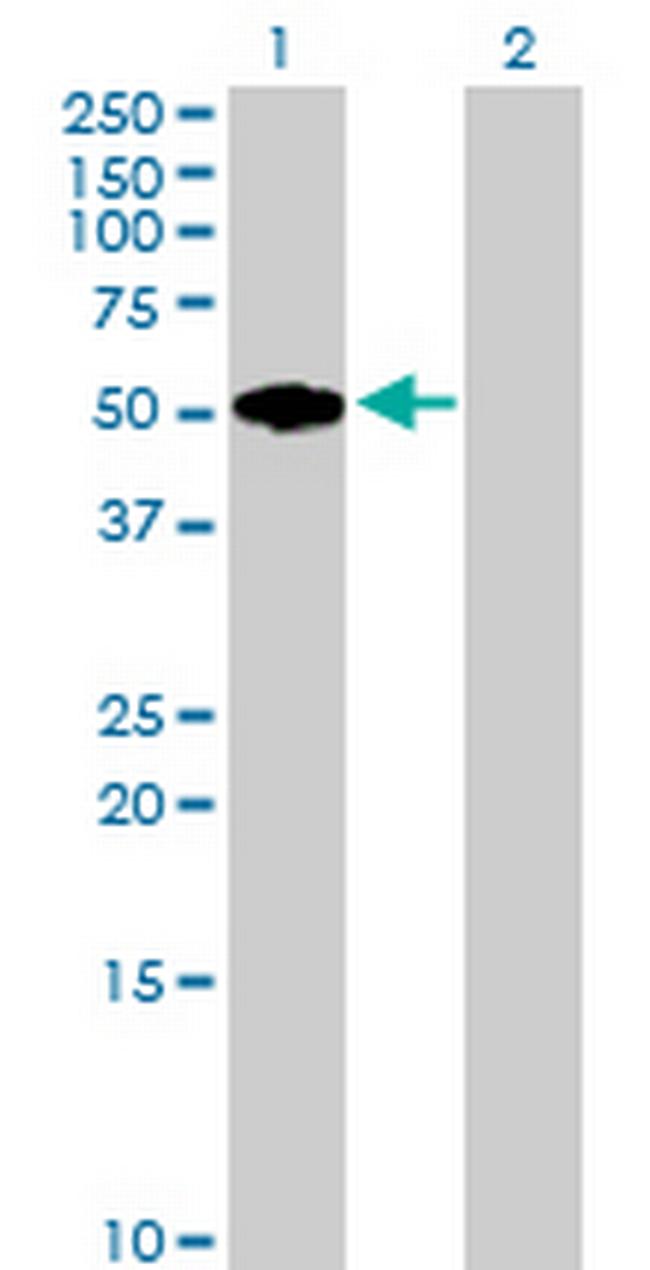 FMOD Antibody in Western Blot (WB)