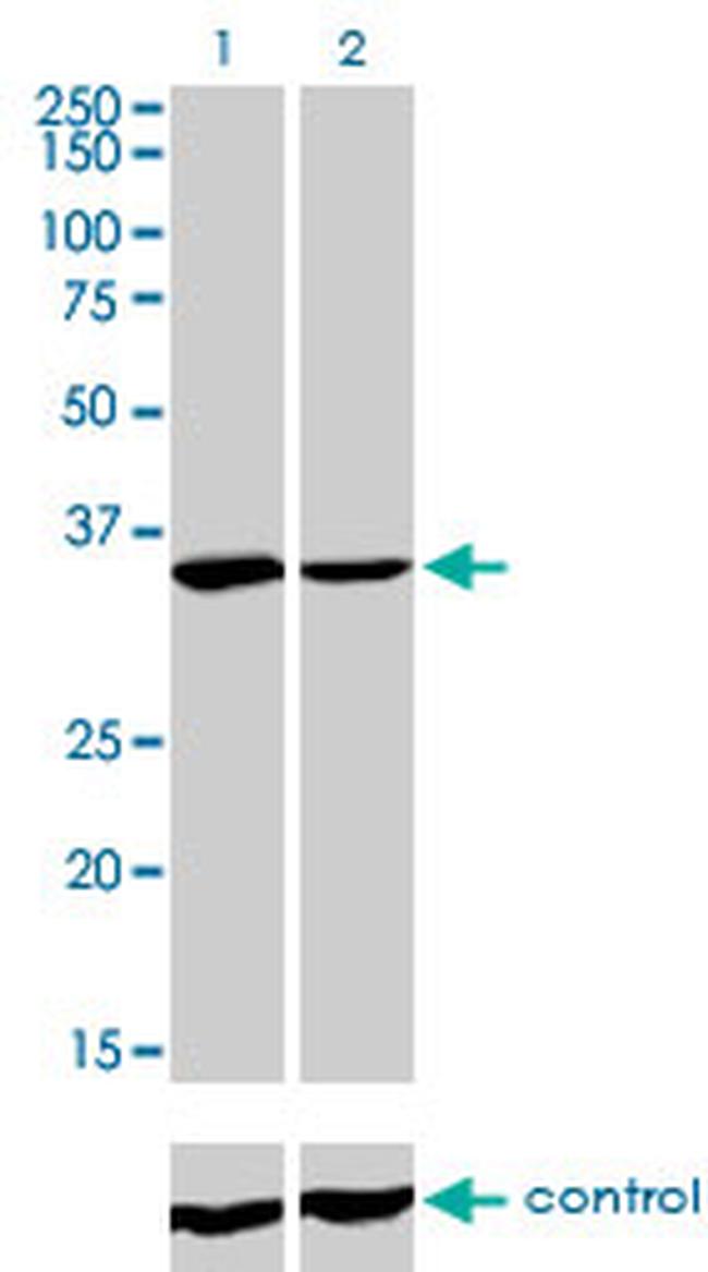 FMR1 Antibody in Western Blot (WB)