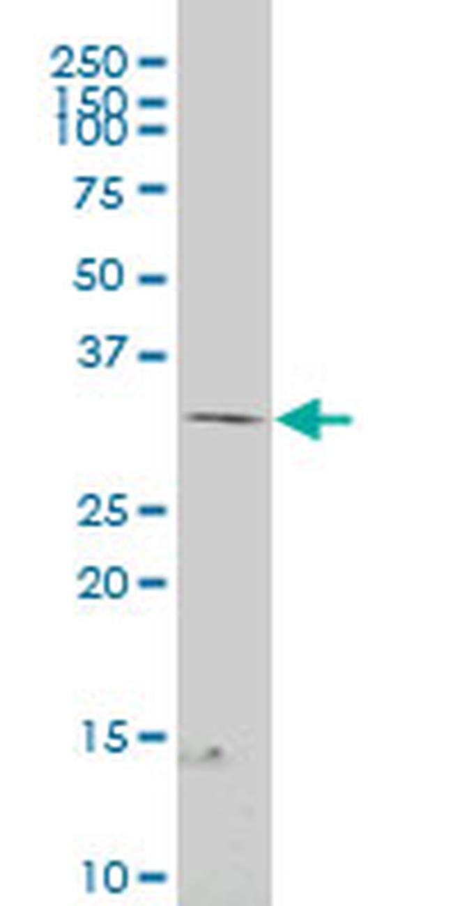 FRZB Antibody in Western Blot (WB)