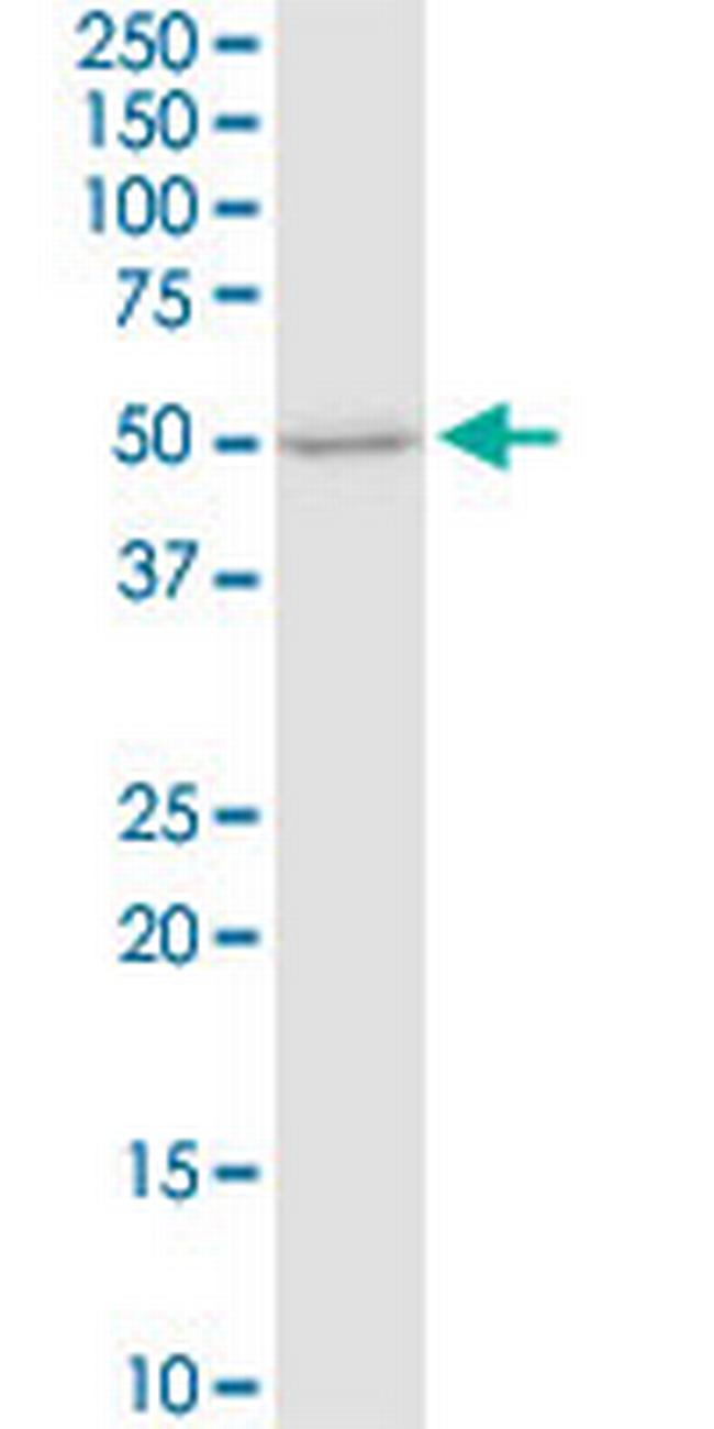 FUT4 Antibody in Western Blot (WB)