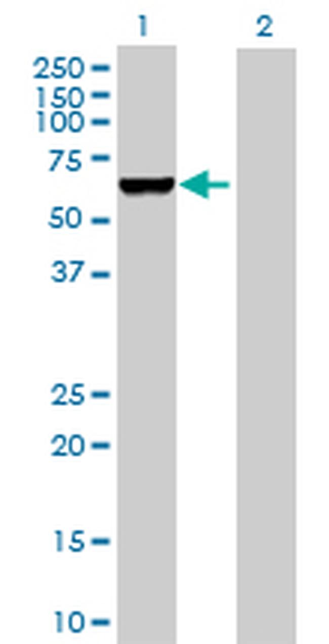 GAD1 Antibody in Western Blot (WB)