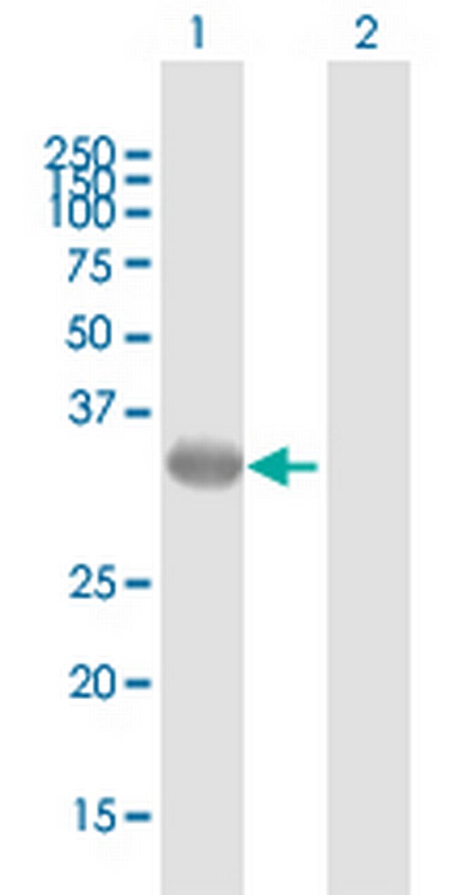 GALE Antibody in Western Blot (WB)