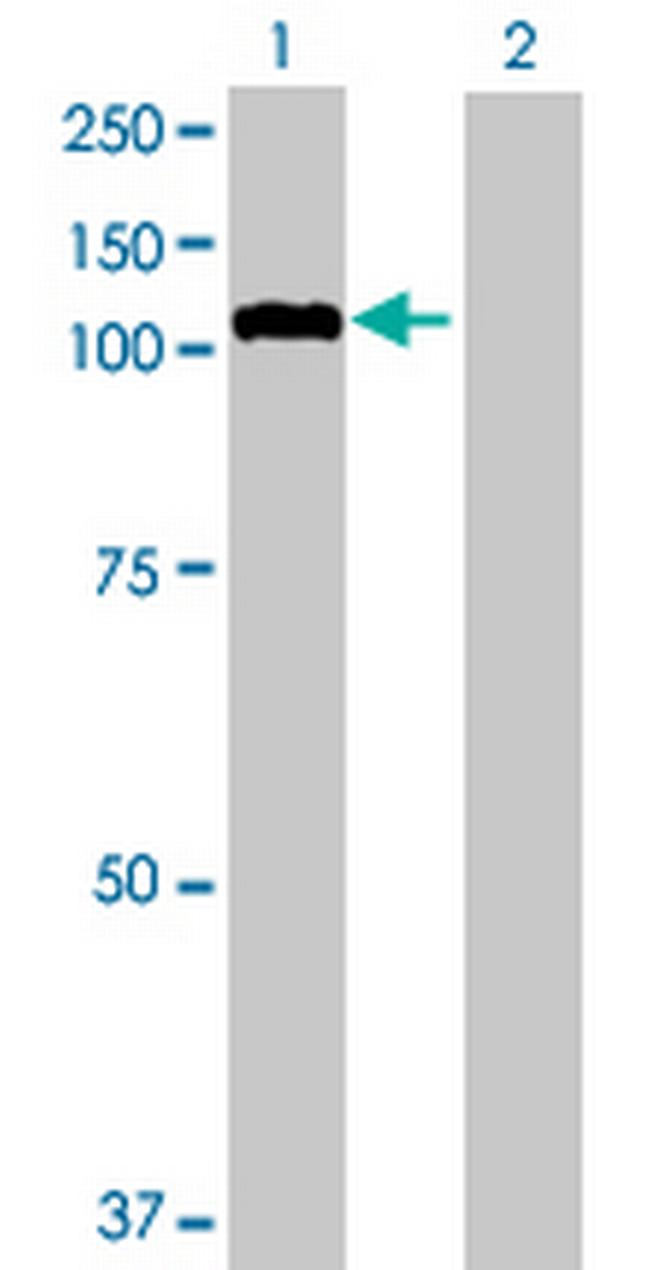 GANC Antibody in Western Blot (WB)