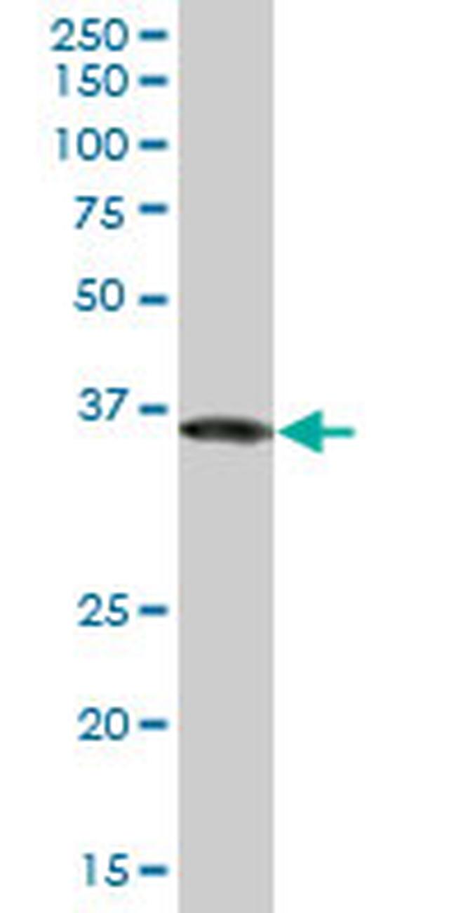 GAPDH Antibody in Western Blot (WB)