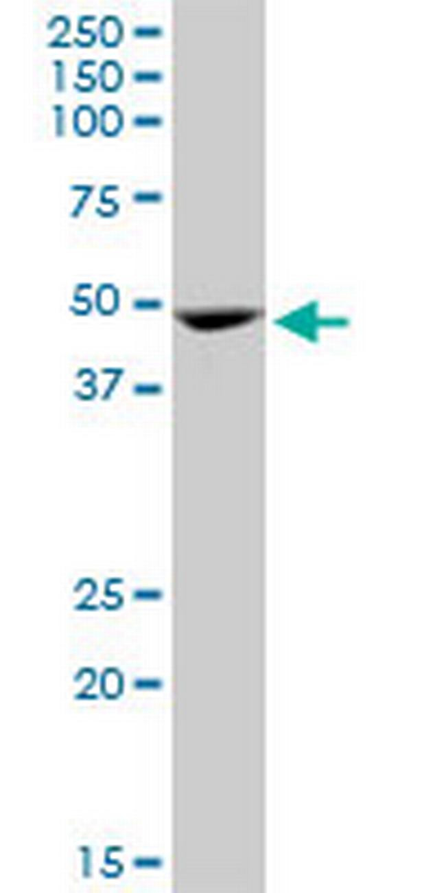 GATA1 Antibody in Western Blot (WB)