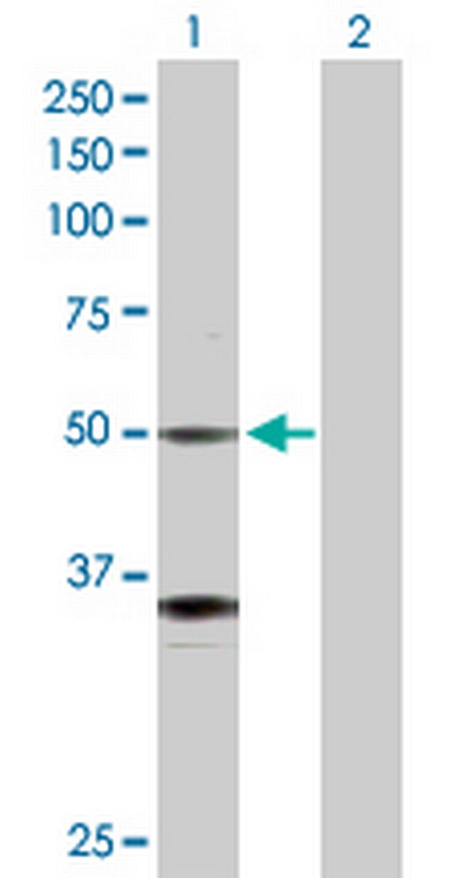 GATA2 Antibody in Western Blot (WB)