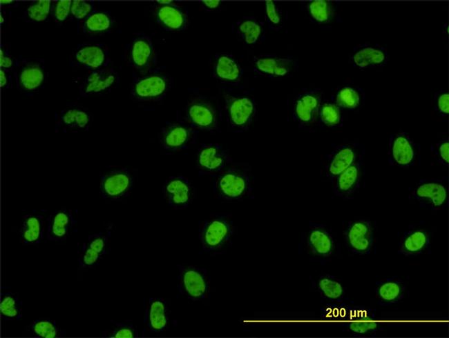 GATA2 Antibody in Immunocytochemistry (ICC/IF)