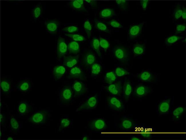 GATA2 Antibody in Immunocytochemistry (ICC/IF)