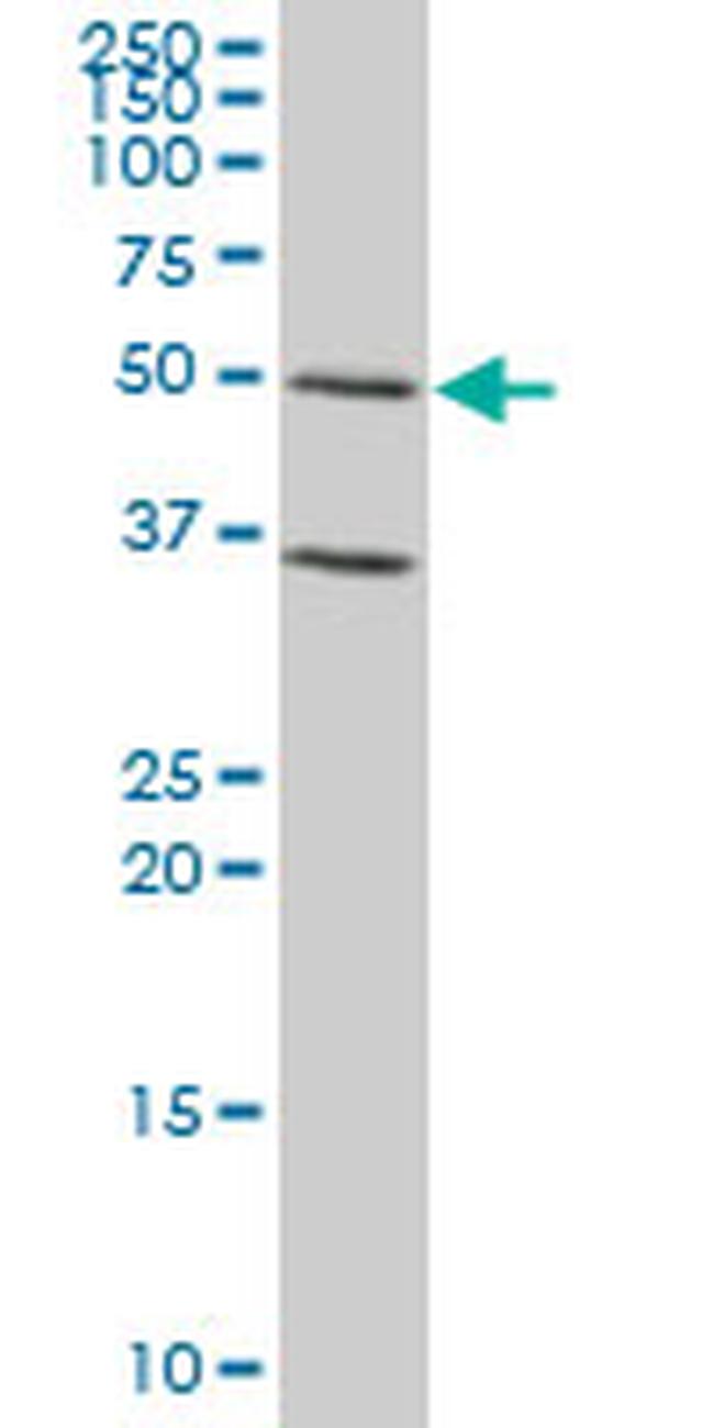 GATA3 Antibody in Western Blot (WB)