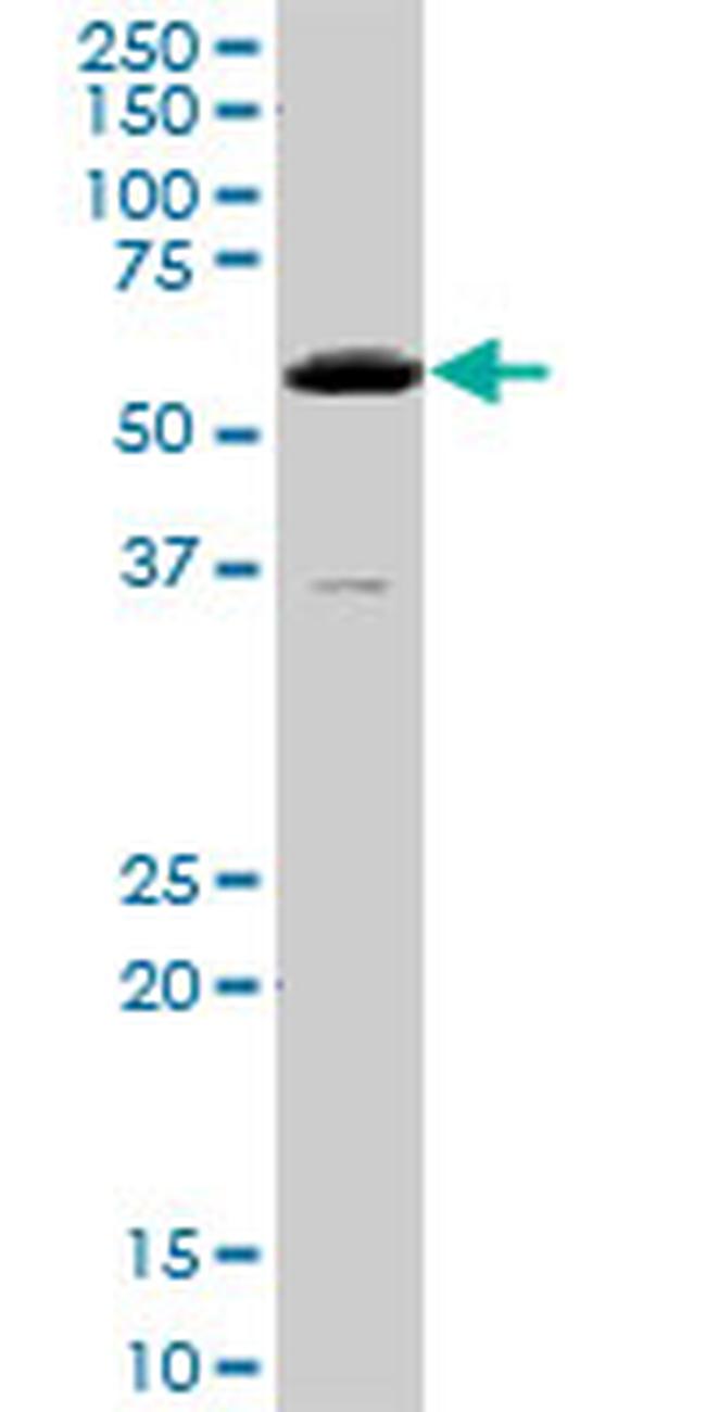 GATA3 Antibody in Western Blot (WB)